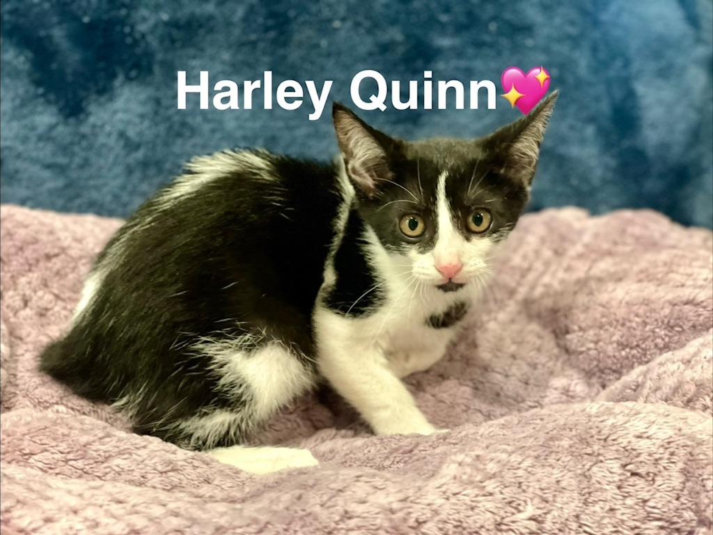 Harley Quinn, Adoptable, Kitten Female Domestic Short Hair.