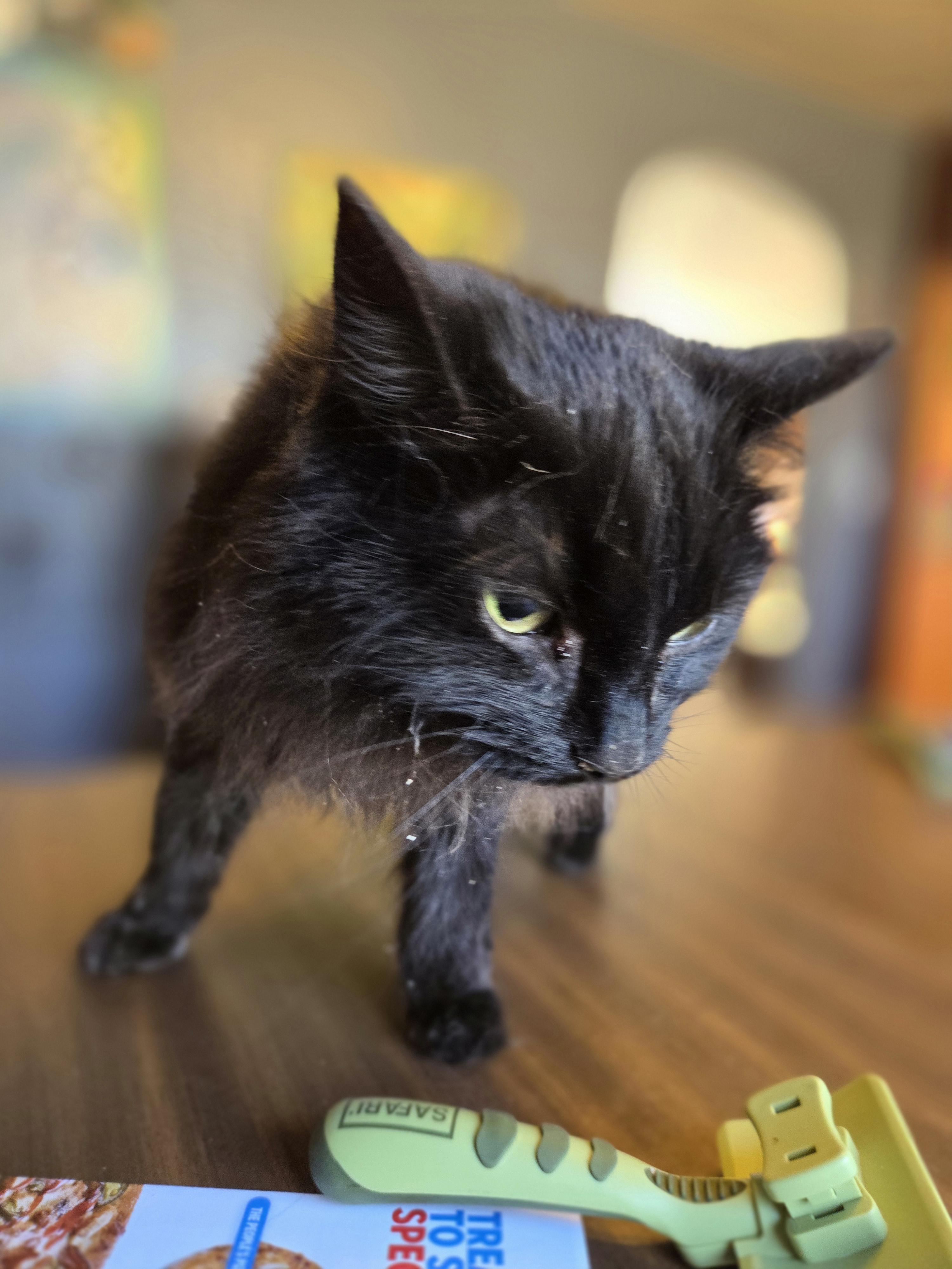 Enlarge Athena, a Adopted Domestic Short Hair in New Kensington, PA image 1/1