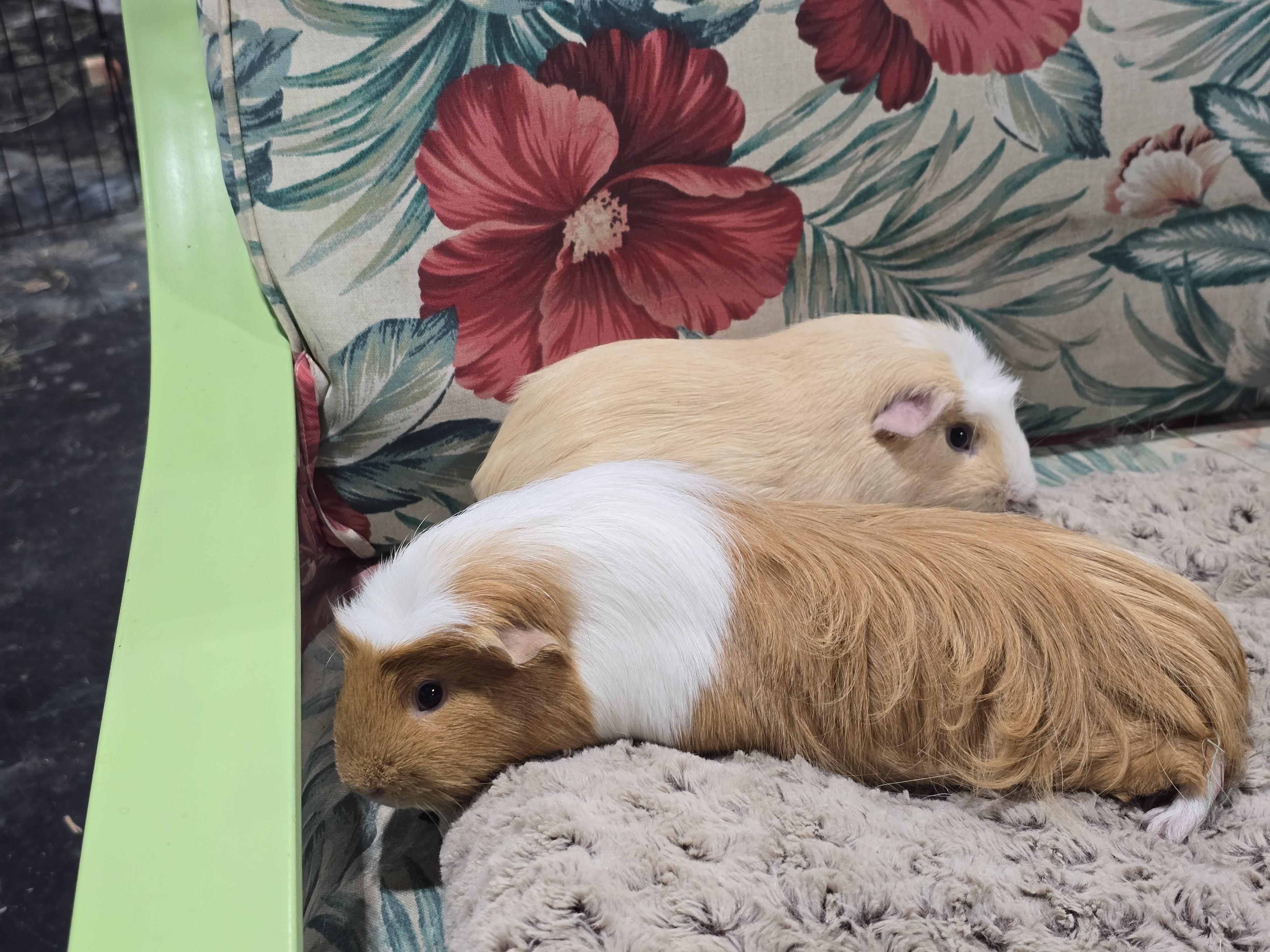 Enlarge Garfield and Bernard, a Adoptable Guinea Pig in Idaho Falls, ID image 3/3