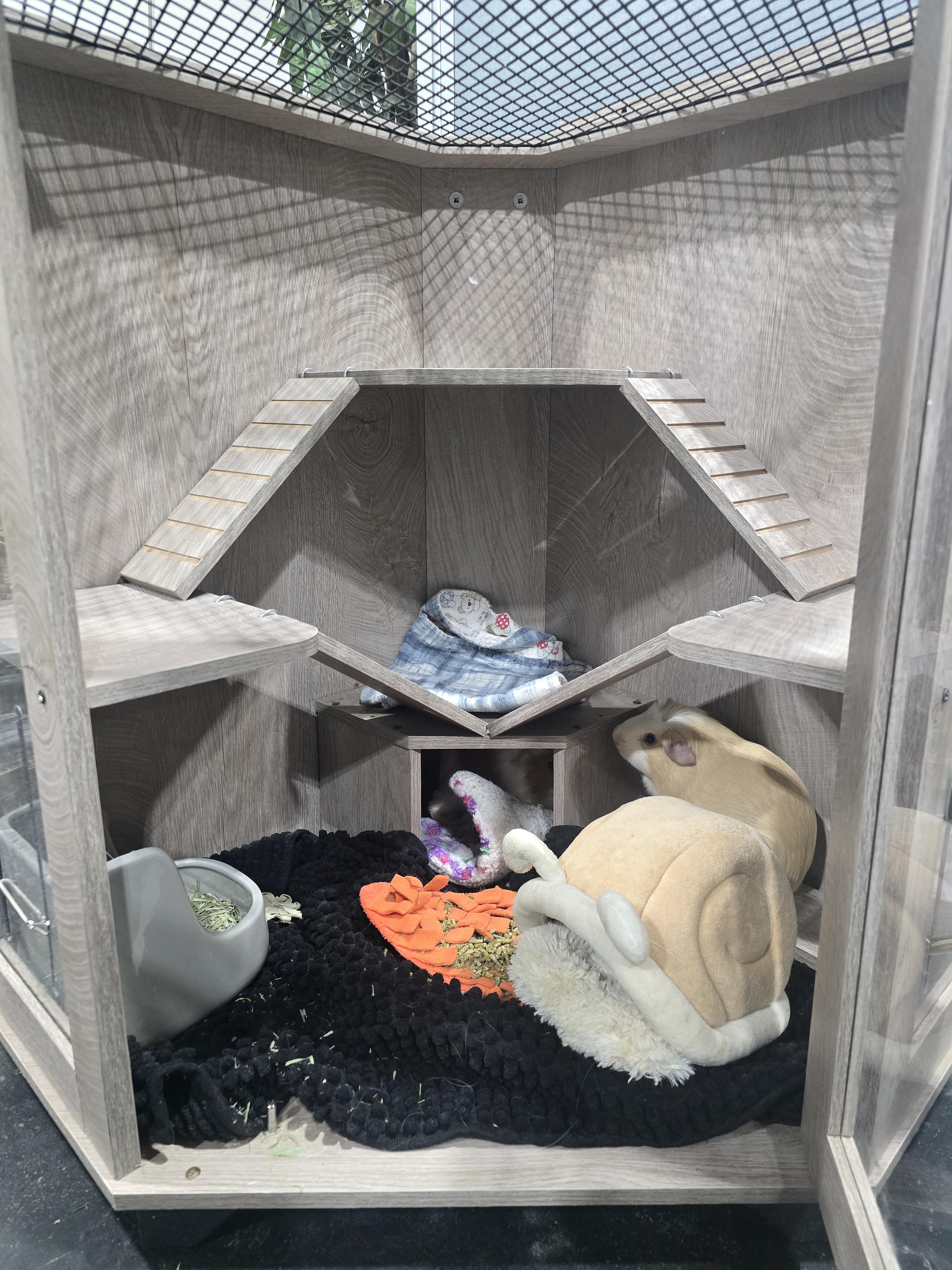 Enlarge Garfield and Bernard, a Adoptable Guinea Pig in Idaho Falls, ID image 1/4