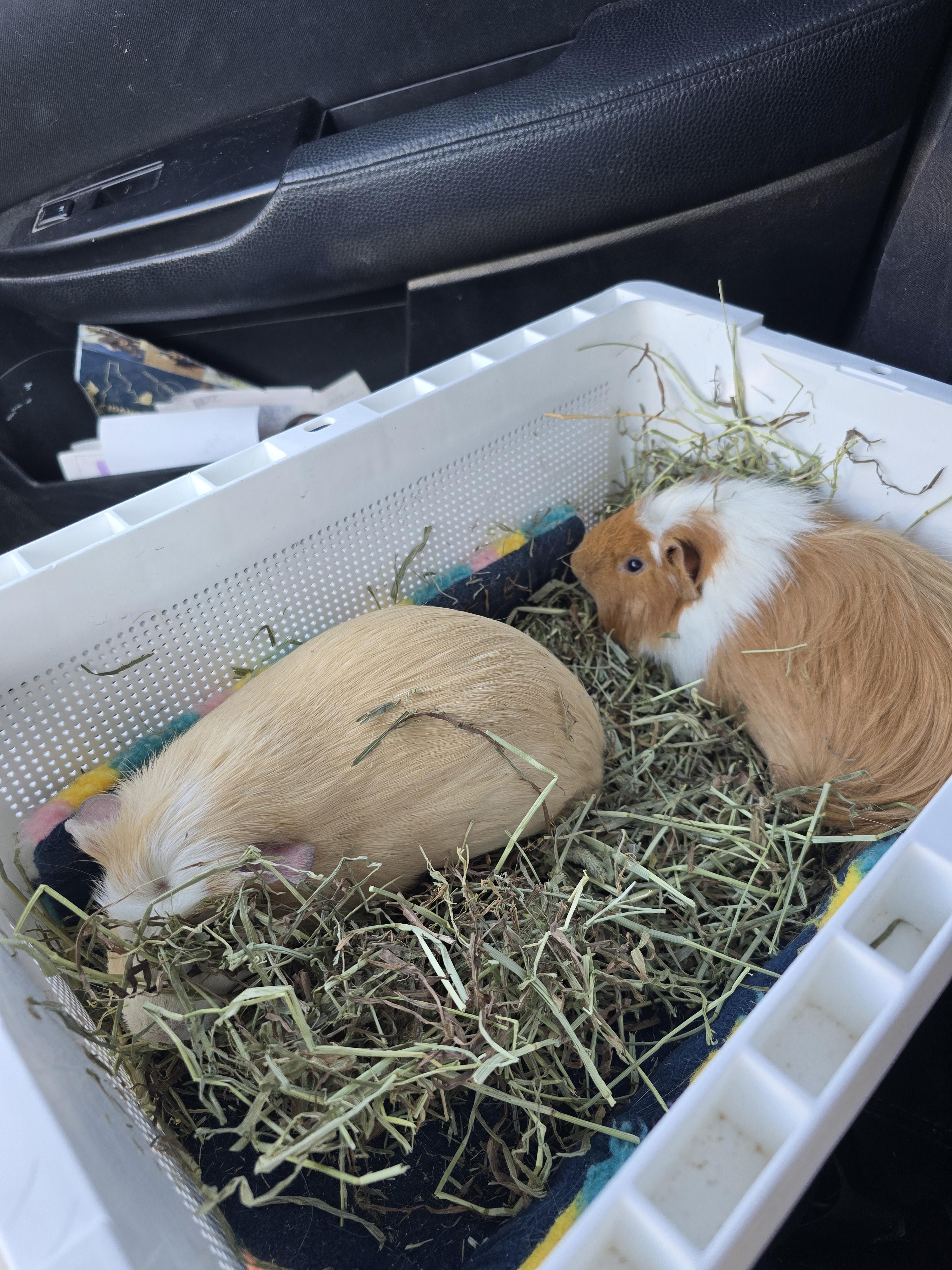 Enlarge Garfield and Bernard, a Adoptable Guinea Pig in Idaho Falls, ID image 2/4