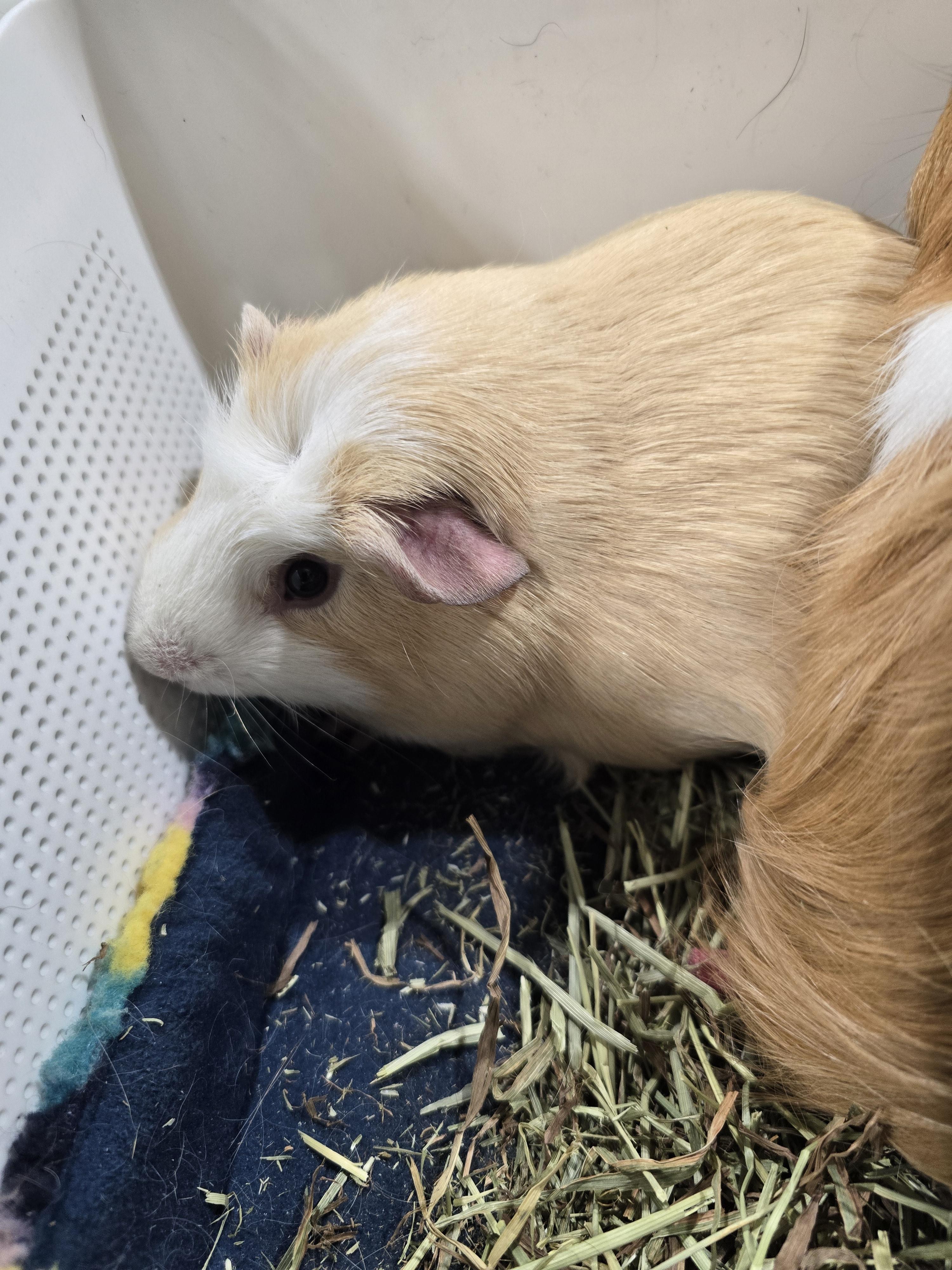 Garfield and Bernard, Adoptable, Young Male Guinea Pig.