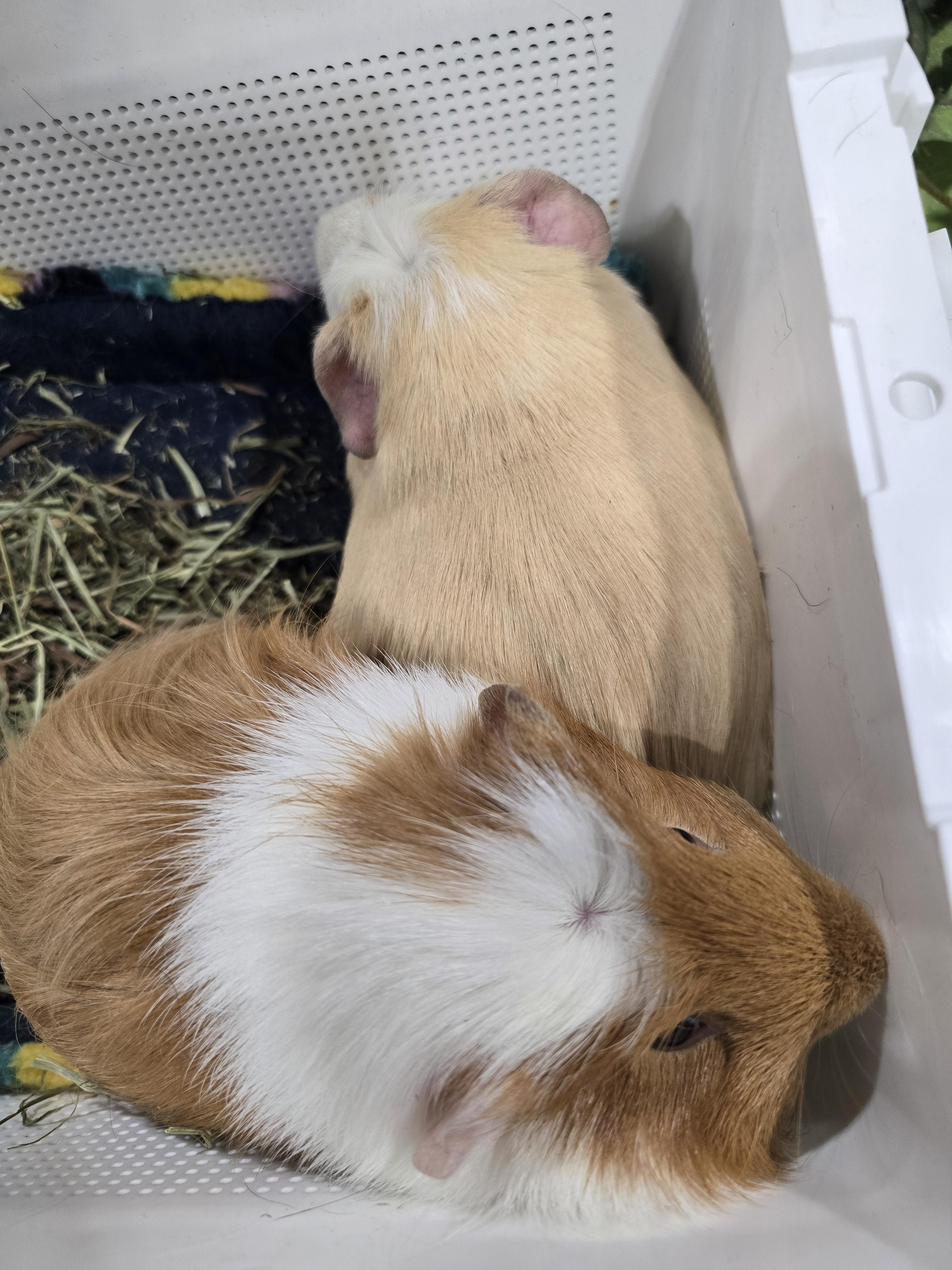 Enlarge Garfield and Bernard, a Adoptable Guinea Pig in Idaho Falls, ID image 4/4