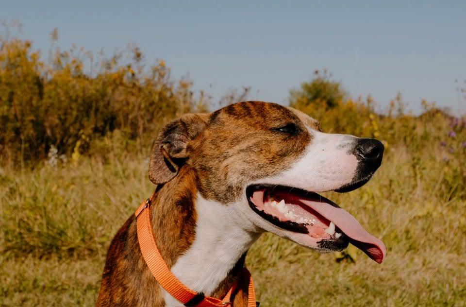 Kirk, Adoptable, Adult Male Boxer & Hound.