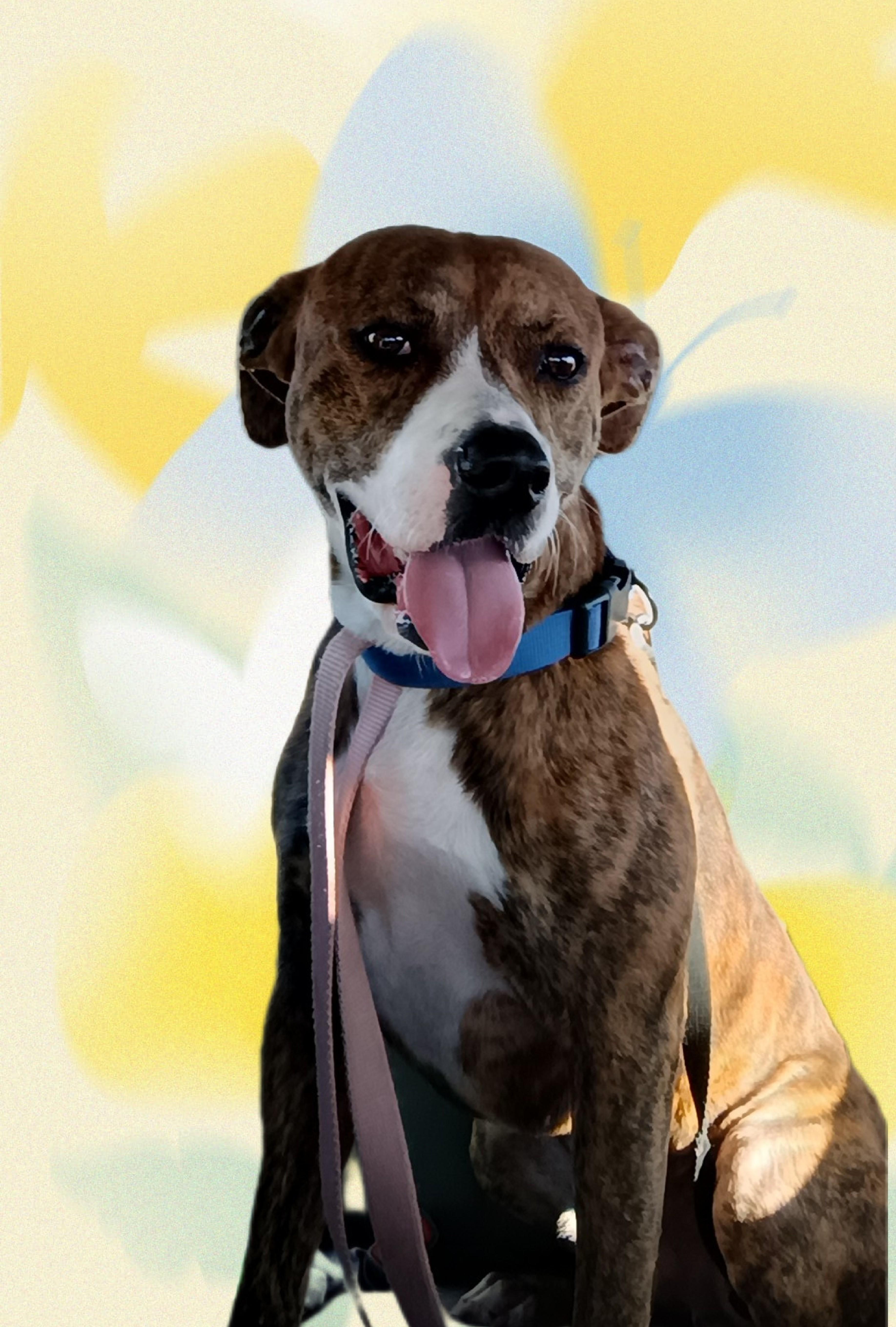 Kirk, Adoptable, Adult Male Boxer & Hound.