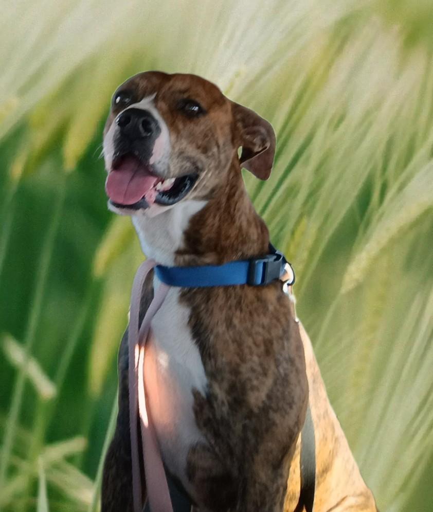 Enlarge Kirk, a Adoptable mixed breed in Liberty, IN image 3/5