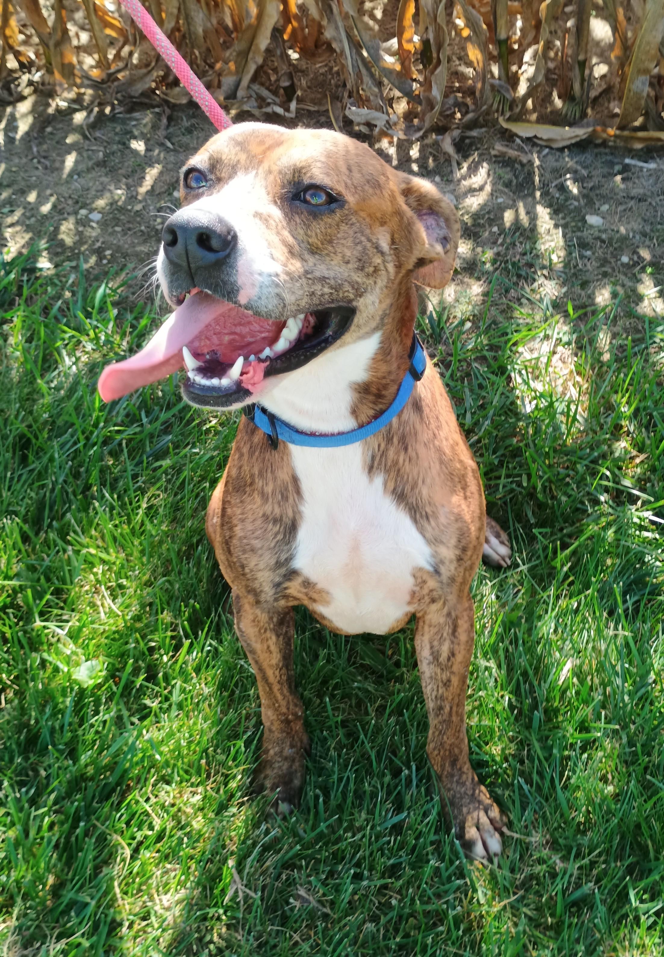 Enlarge Kirk, a Adoptable mixed breed in Liberty, IN image 4/5