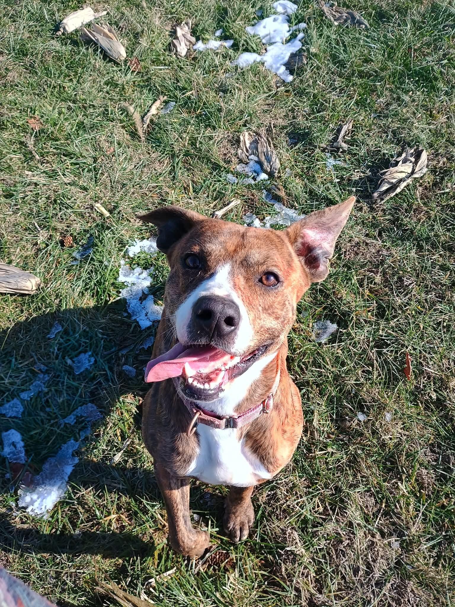 Enlarge Kirk, a Adoptable mixed breed in Liberty, IN image 4/5