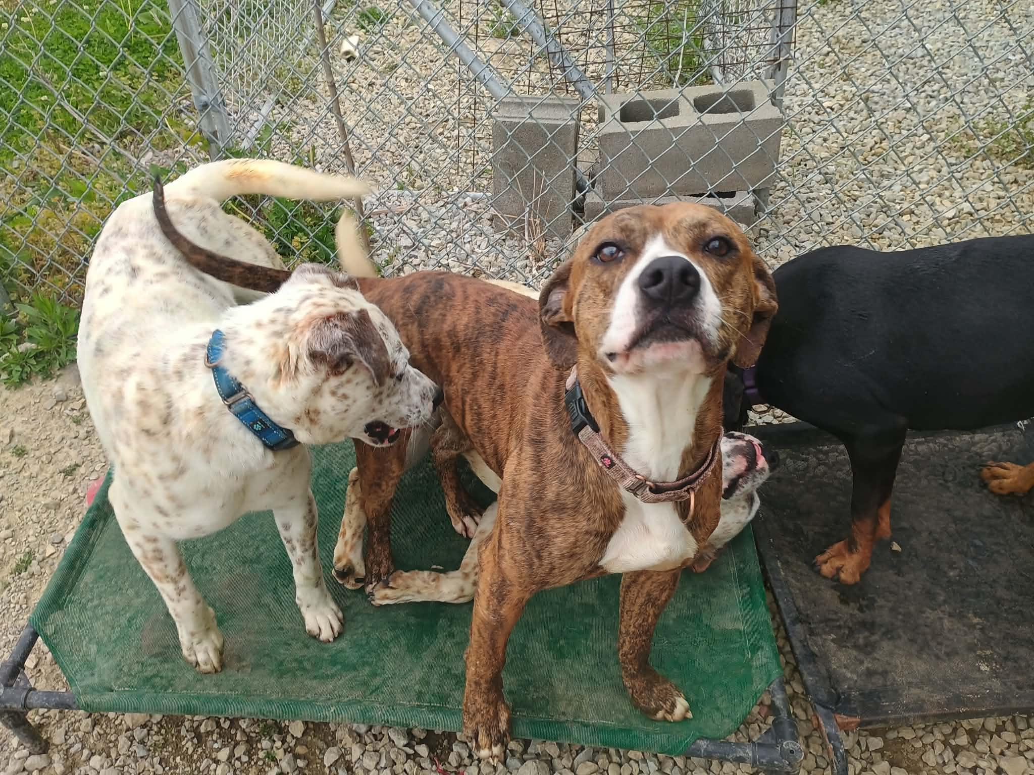 Enlarge Kirk, a Adoptable mixed breed in Liberty, IN image 5/5