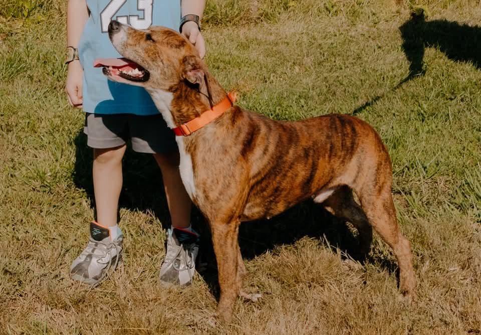 Enlarge Kirk, a Adoptable mixed breed in Liberty, IN image 5/5