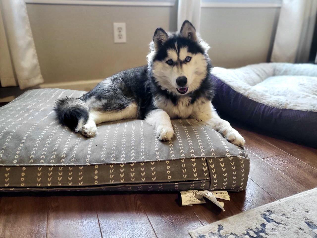 Lizzie *Special Needs - Blind*, Adopted, Young Female Siberian Husky.