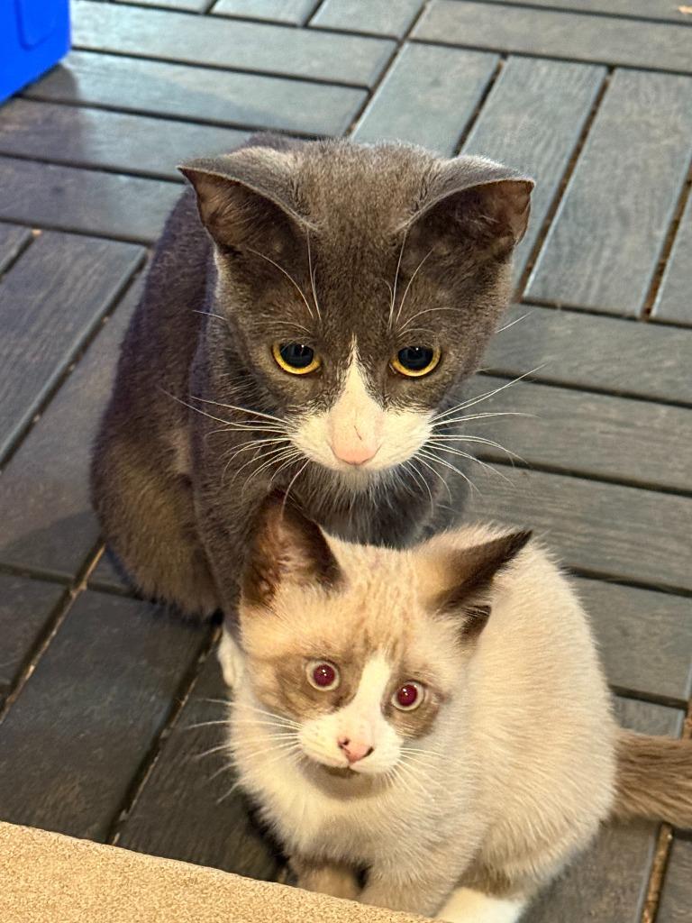 Willow 4, Adoptable, Adult Female Domestic Short Hair.