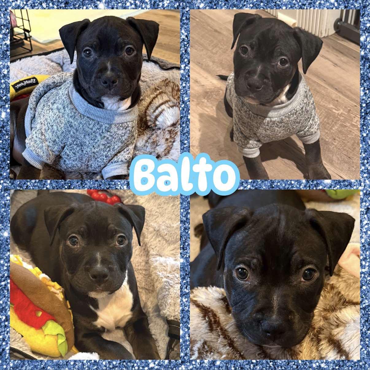 Balto, adoptable, Puppy Male Pit Bull Terrier & Labrador Retriever.