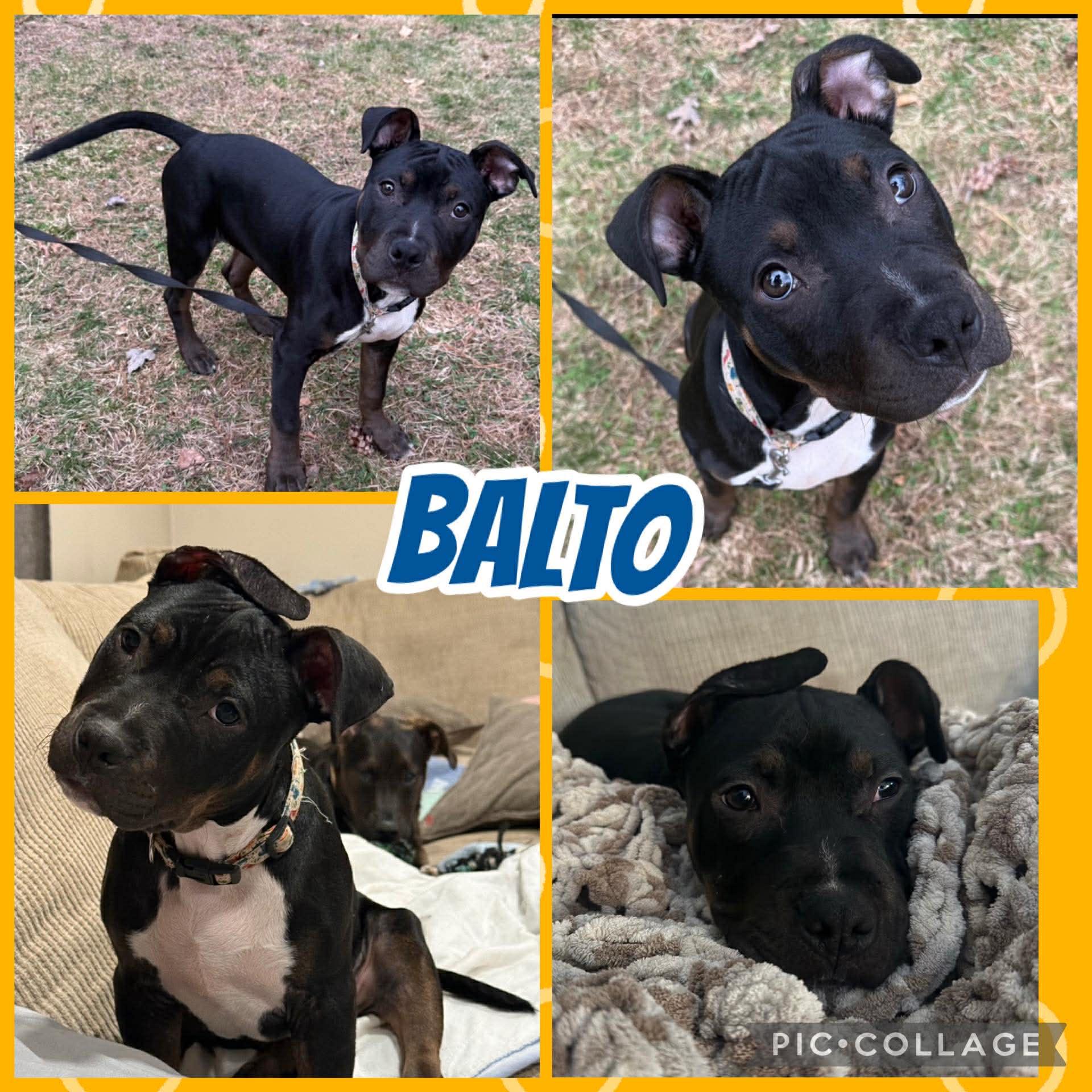 Balto, adoptable, Puppy Male Pit Bull Terrier & Labrador Retriever.