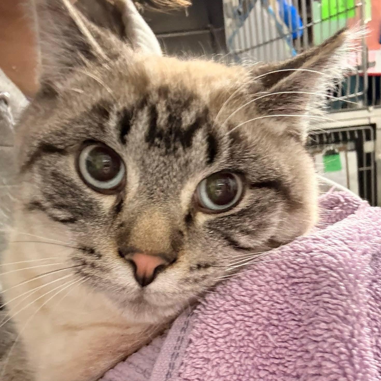 Bikini, an adopted Domestic Short Hair in Grand Rapids, MI image 3/6