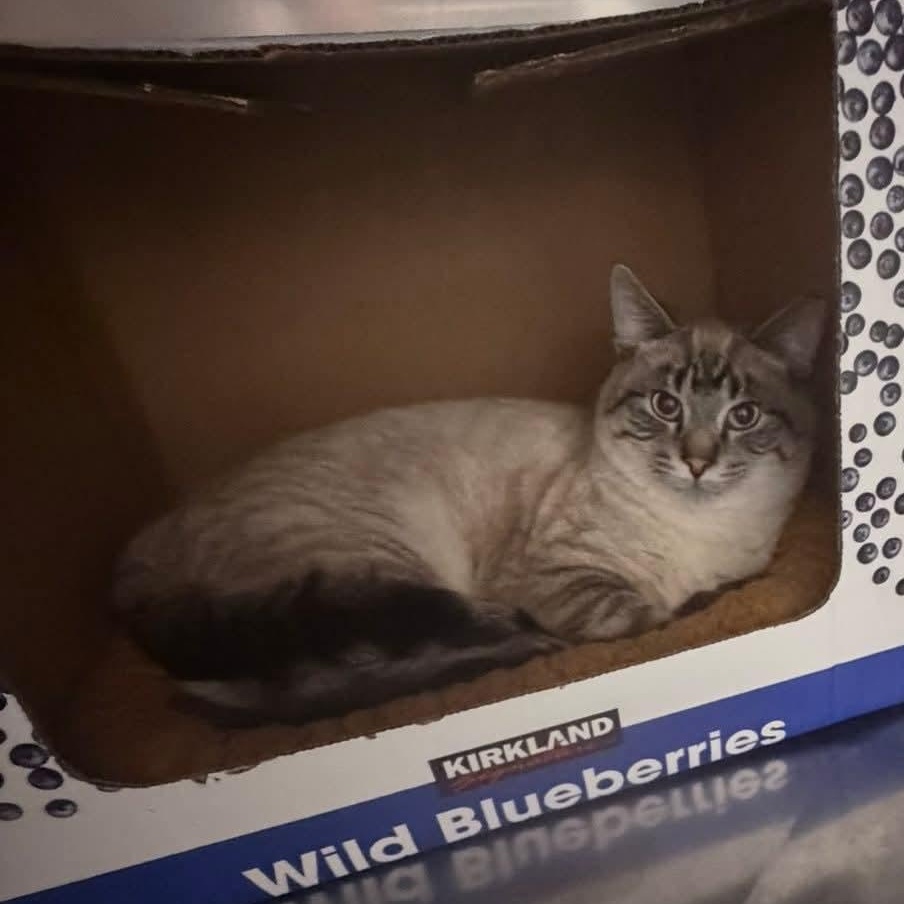 Bikini, an adopted Domestic Short Hair in Grand Rapids, MI image 6/6