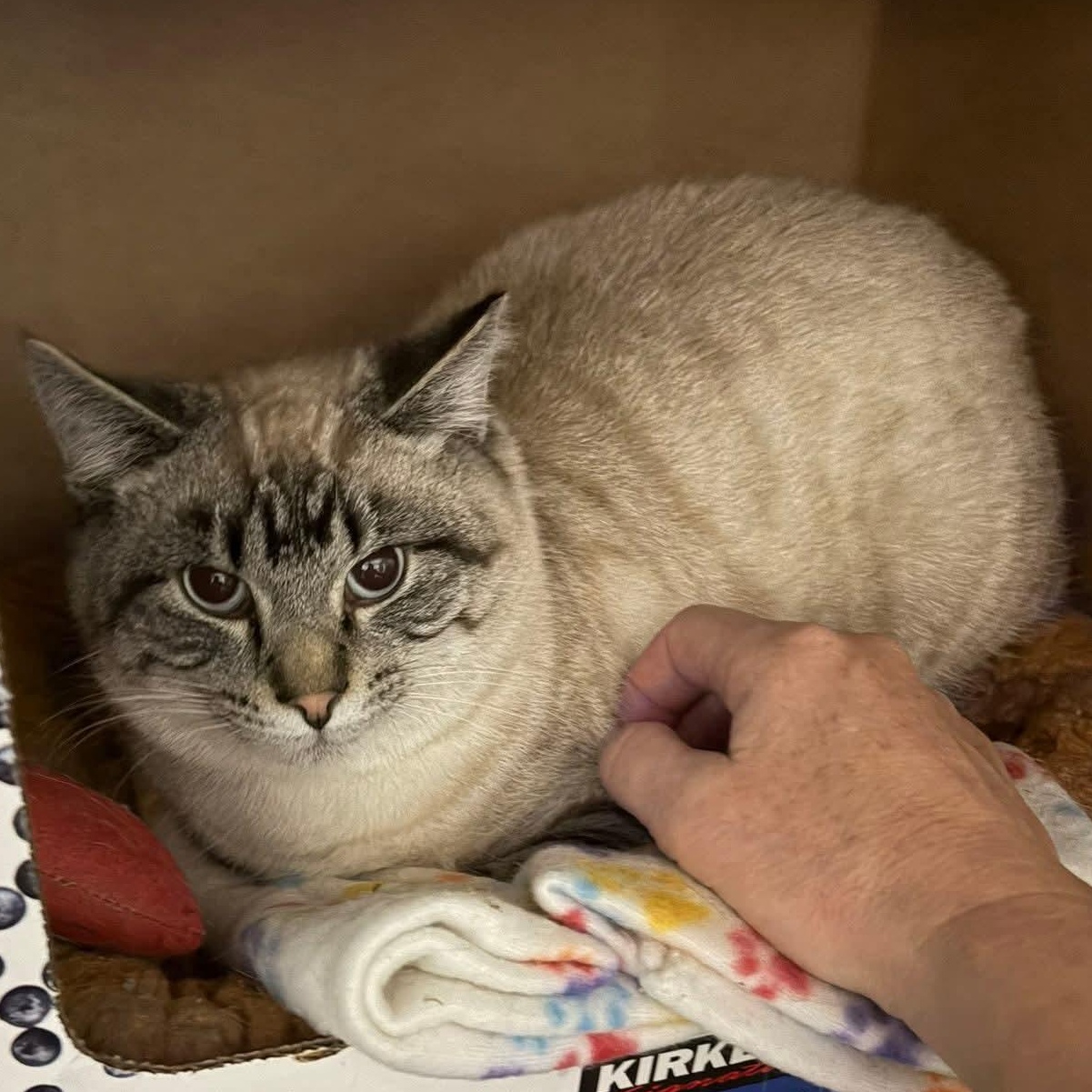 Bikini, an adopted Domestic Short Hair in Grand Rapids, MI image 5/6