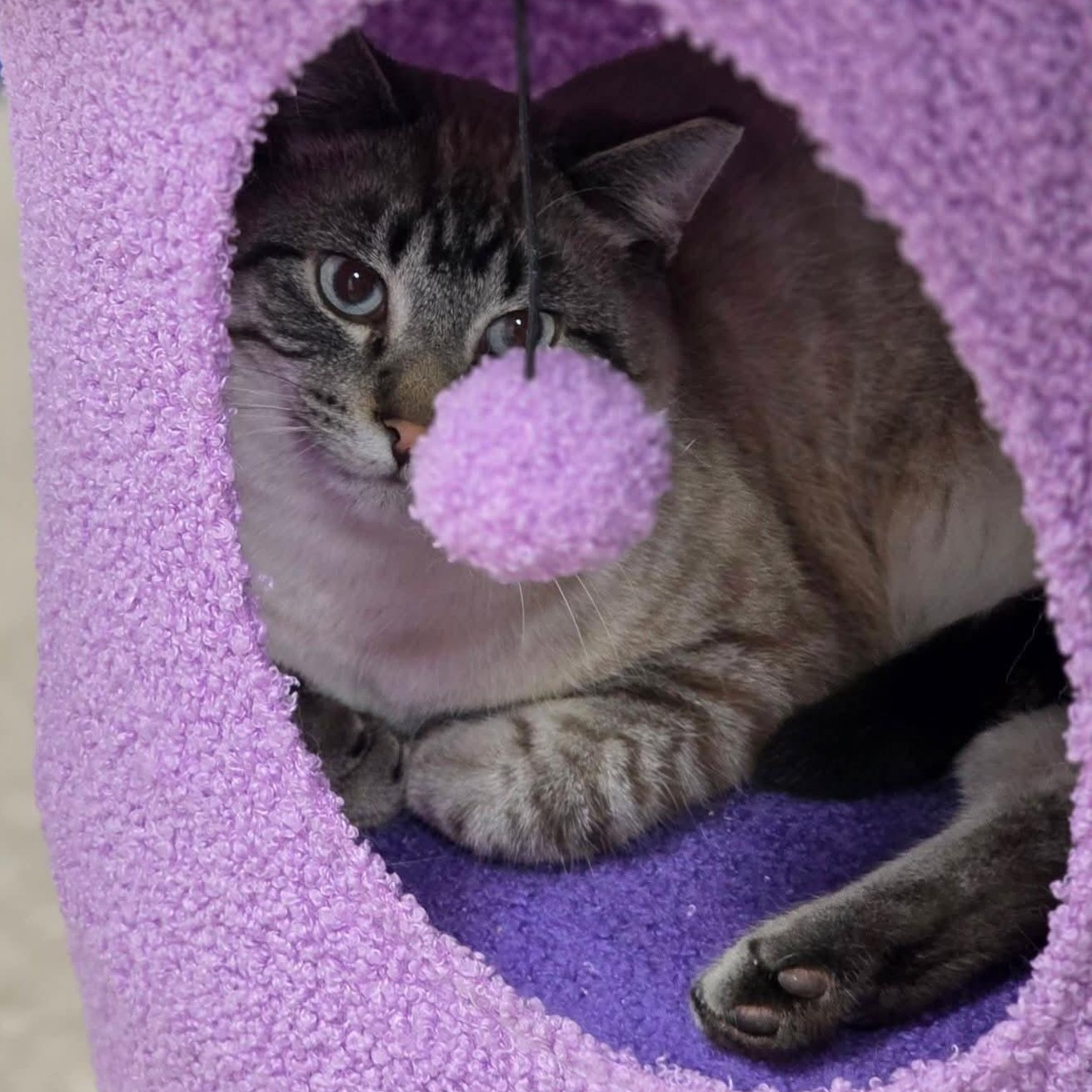 Bikini, an adopted Domestic Short Hair in Grand Rapids, MI image 4/6