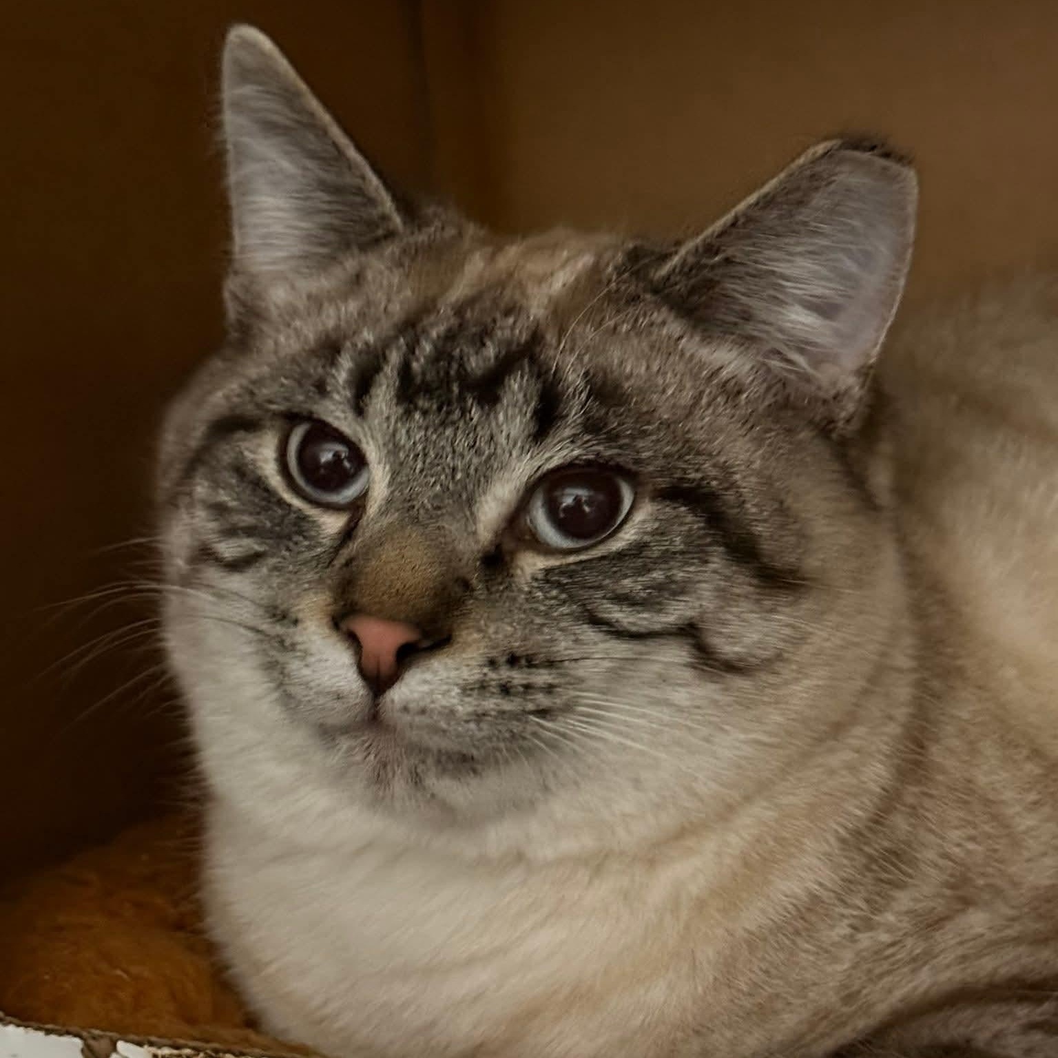 Bikini, an adopted Domestic Short Hair in Grand Rapids, MI image 2/6