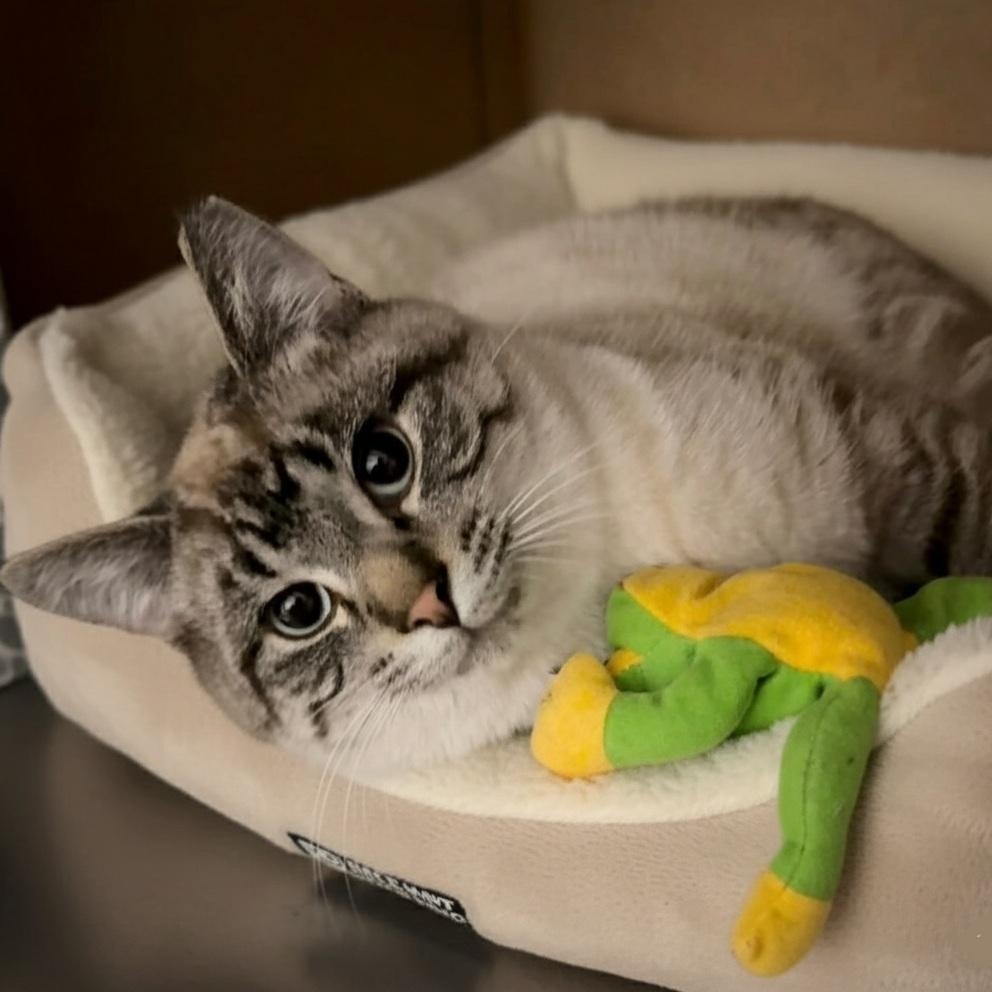 Bikini, adopted, Young Male Domestic Short Hair.