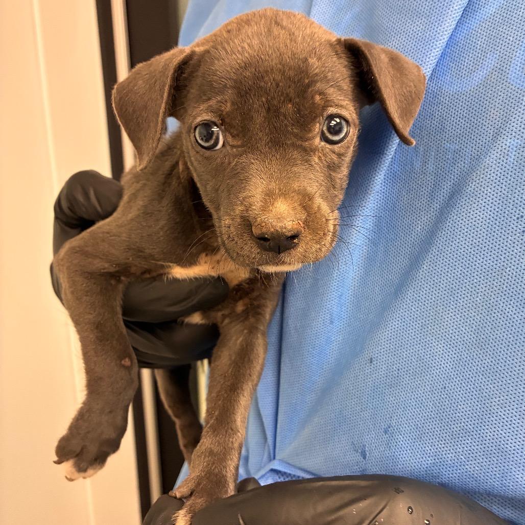 Enlarge Susan, a Adoptable mixed breed in Abilene, TX image 1/1
