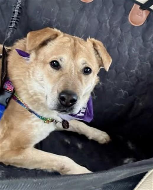 Enlarge CHIEN, a Adoptable Australian Cattle Dog / Blue Heeler in Louisville, KY image 1/1