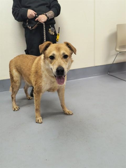 CHIEN, Adoptable, Adult Male Australian Cattle Dog / Blue Heeler.