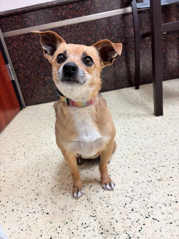 Enlarge Prince Buddy, a Adoptable mixed breed in Fort Davis, TX image 5/5