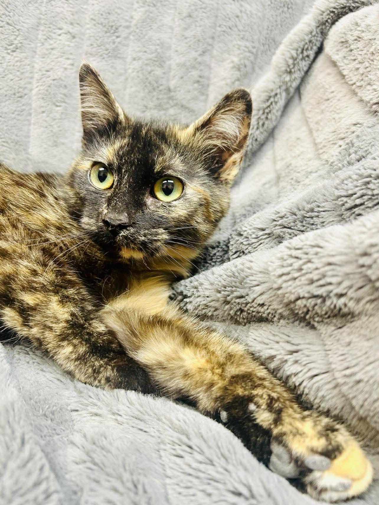 Enlarge Mira , a ADOPTABLE Domestic Short Hair in Alexandria, MN image 3/3