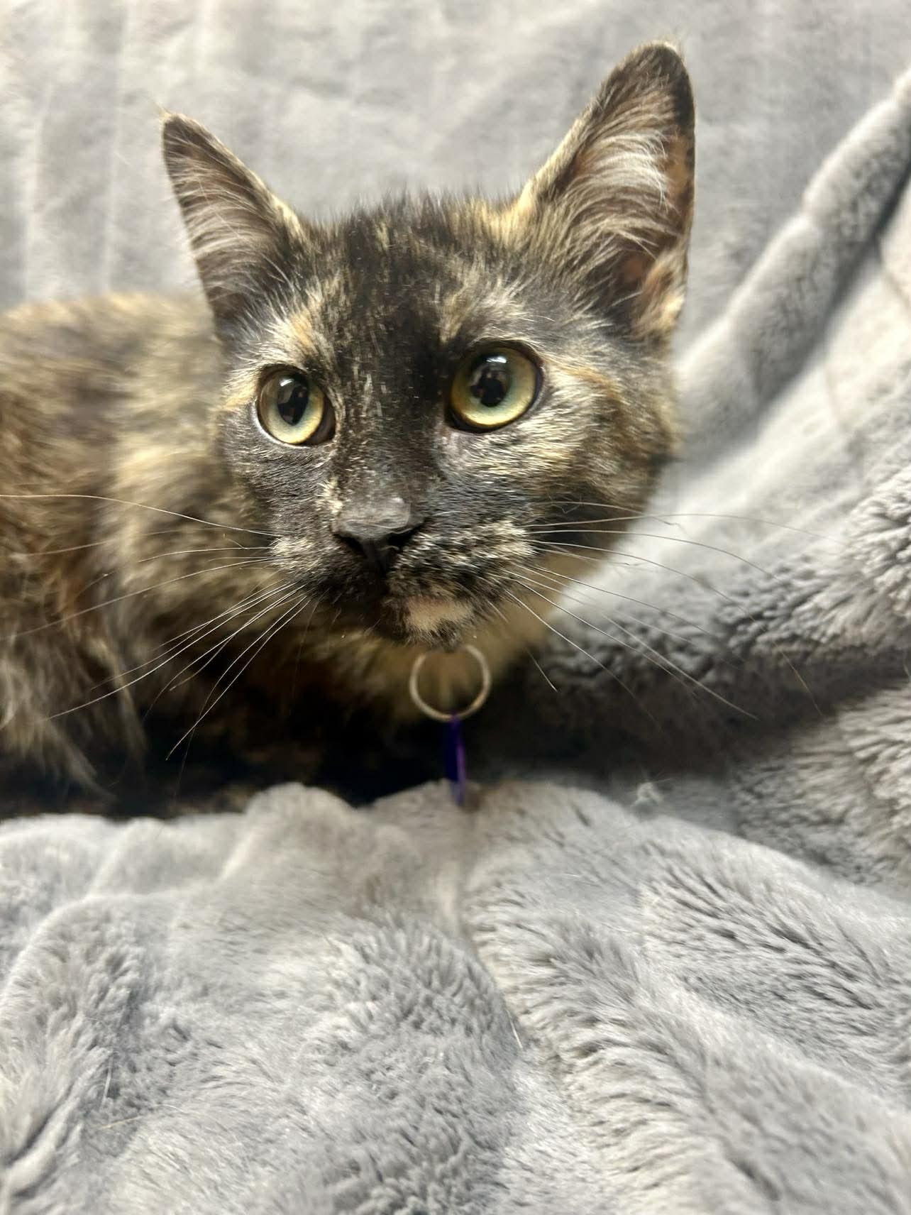 Enlarge Mira , a ADOPTABLE Domestic Short Hair in Alexandria, MN image 1/3