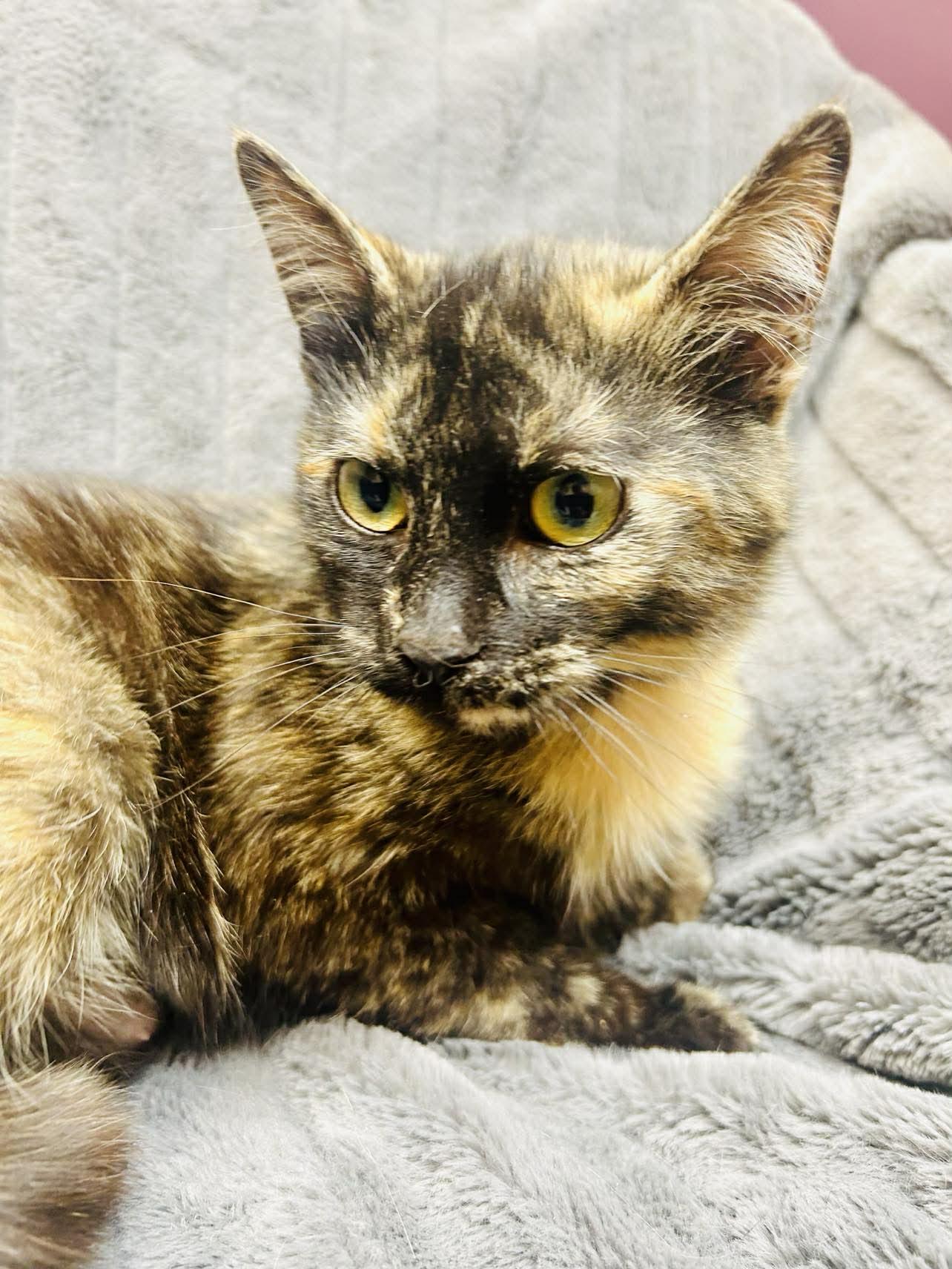 Enlarge Mira , a ADOPTABLE Domestic Short Hair in Alexandria, MN image 2/3