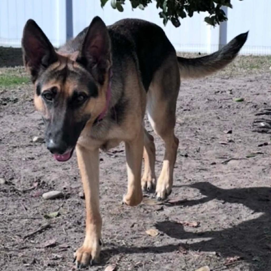 Enlarge Zara, a Adoptable German Shepherd Dog in Savannah, GA image 2/5