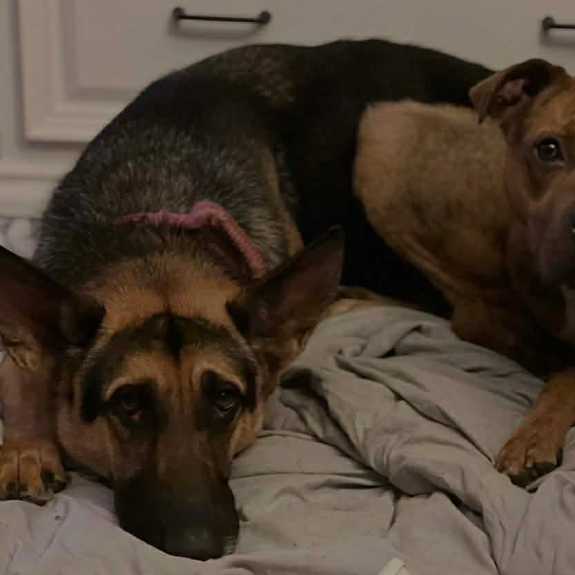 Enlarge Zara, a Adoptable German Shepherd Dog in Savannah, GA image 3/5