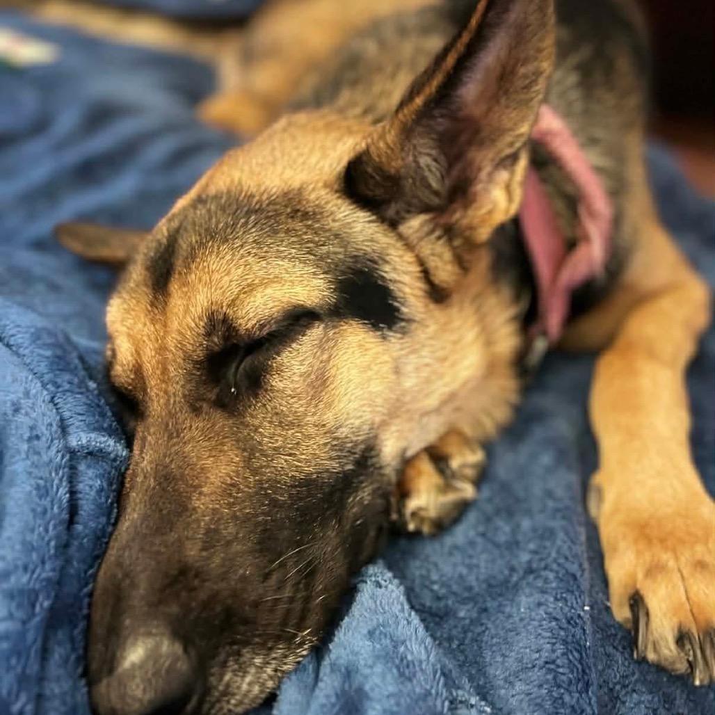 Enlarge Zara, a Adoptable German Shepherd Dog in Savannah, GA image 4/5