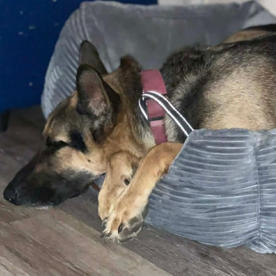 Enlarge Zara, a Adoptable German Shepherd Dog in Savannah, GA image 5/5