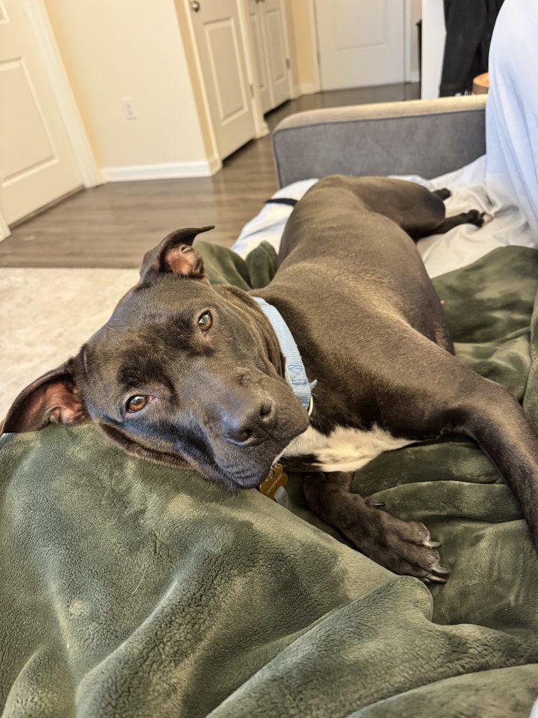 Pearl, Adoptable, Adult Female Mixed Breed.