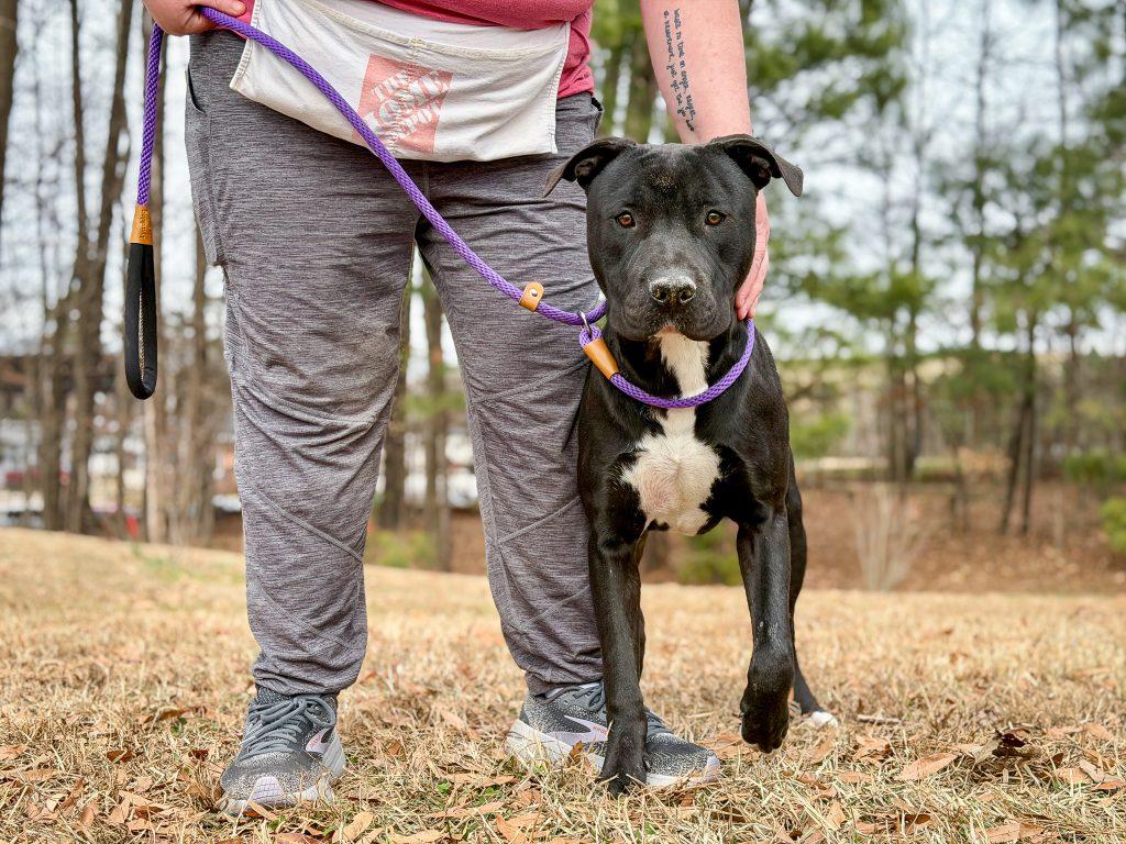 Enlarge Pearl, a Adoptable Mixed Breed in Durham, NC image 2/3