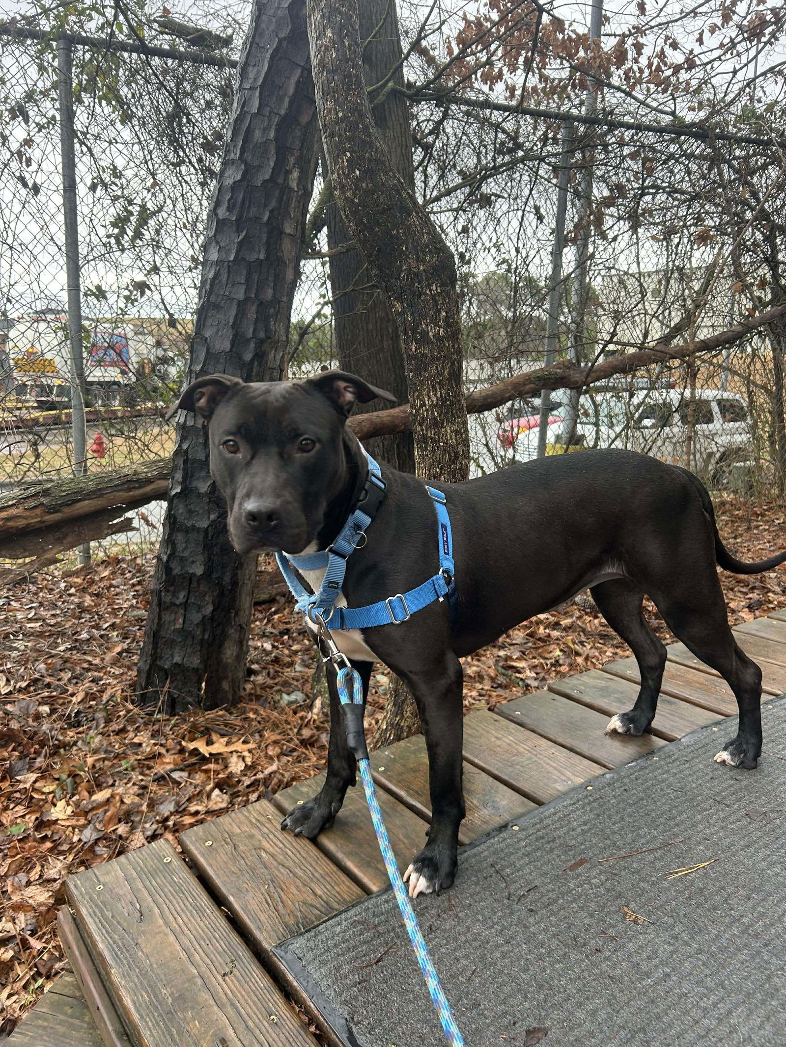 Pearl, Adoptable, Adult Female Mixed Breed.