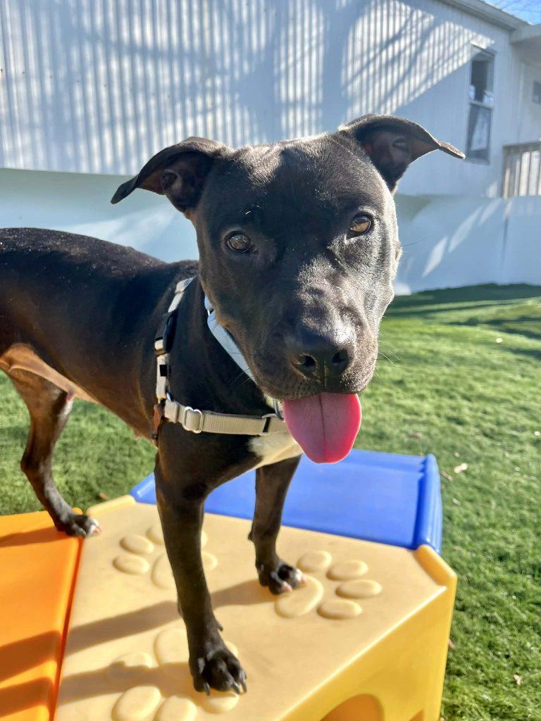 Enlarge Pearl, a Adoptable Mixed Breed in Durham, NC image 3/3