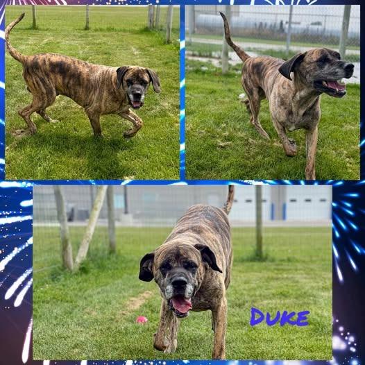 Duke, Adoptable, Adult Male Bullmastiff.