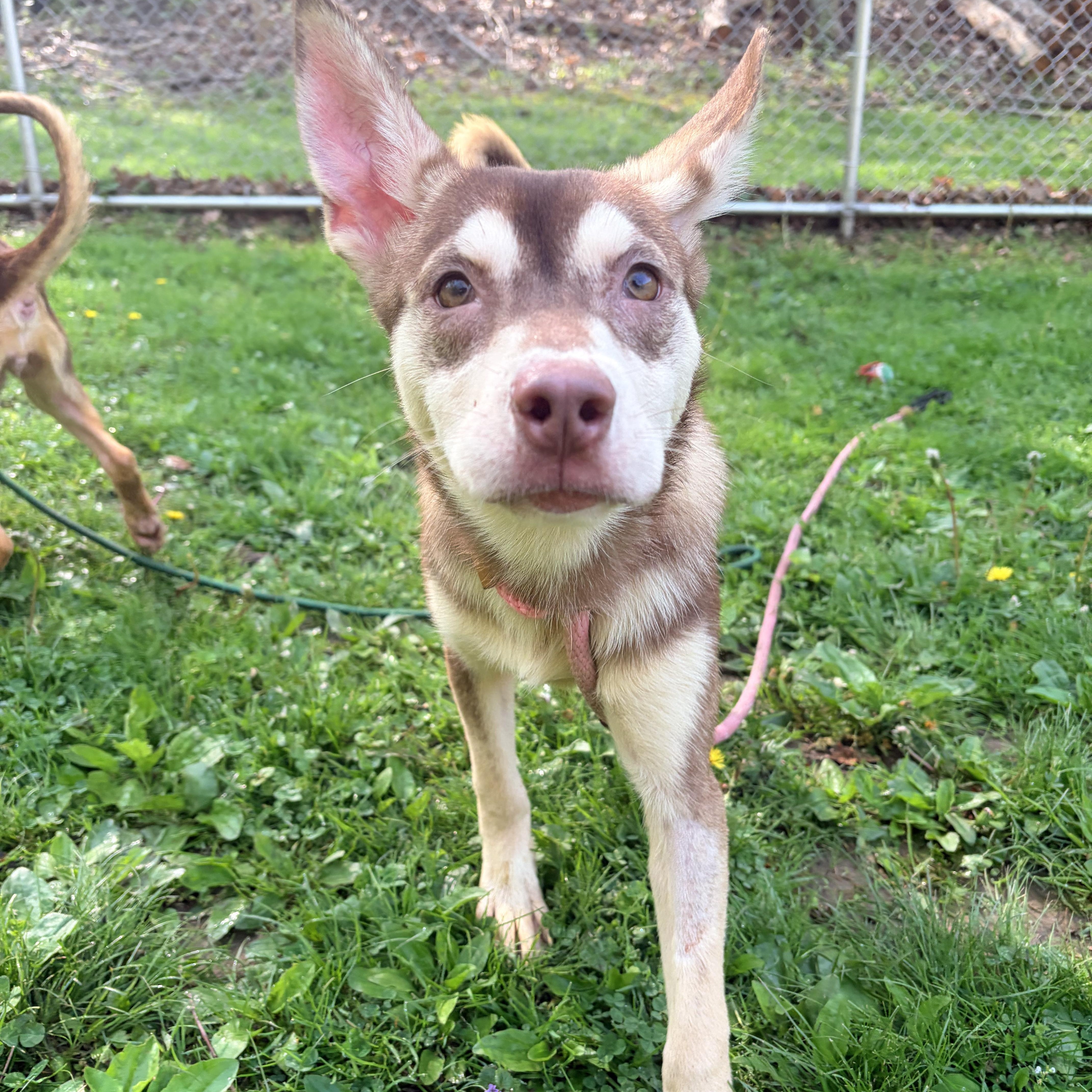 Juneau, ADOPTABLE, Puppy Male Husky.