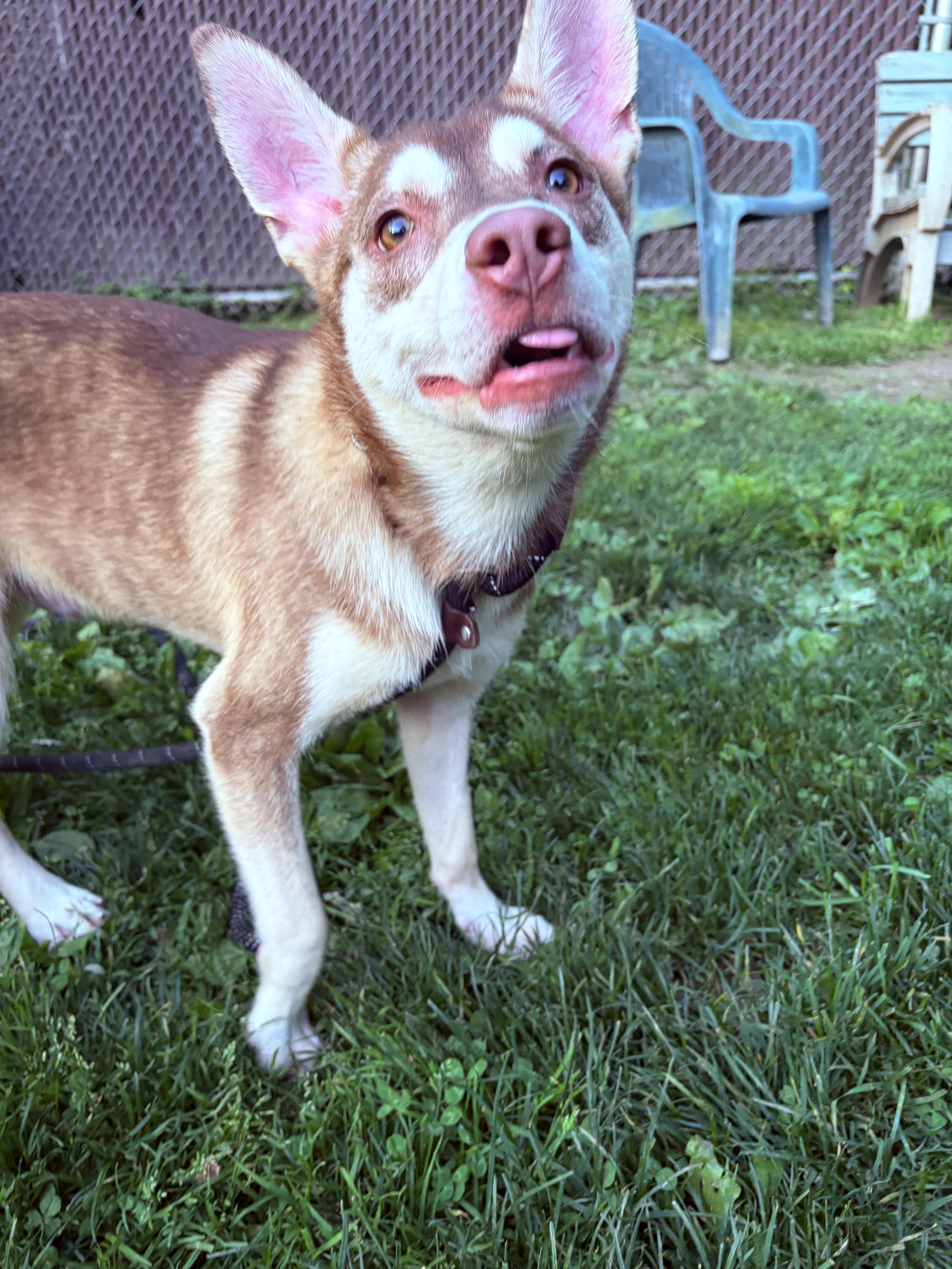 Enlarge Juneau, a ADOPTABLE mixed breed in White Oak, PA image 6/6