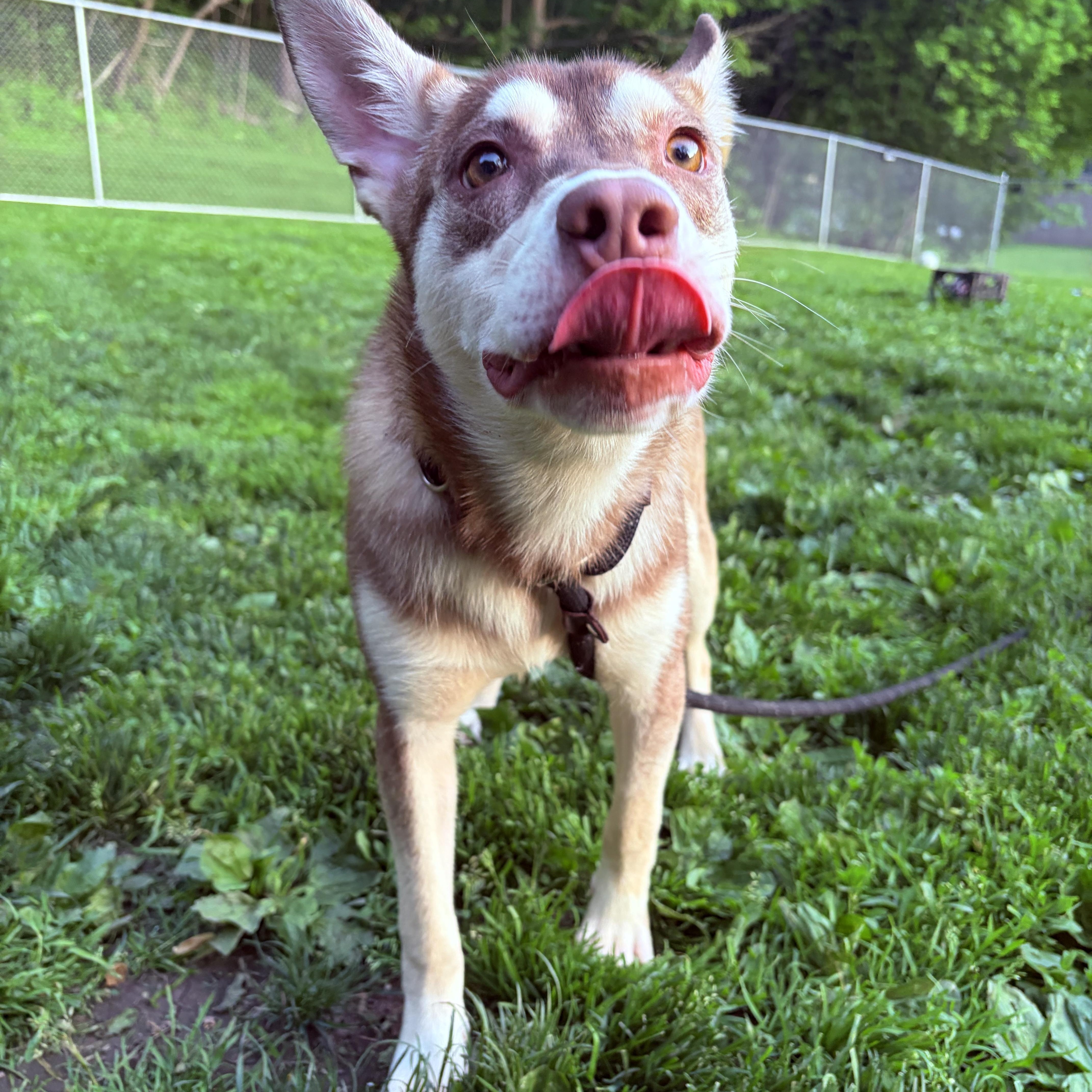 Enlarge Juneau, a ADOPTABLE mixed breed in White Oak, PA image 2/6