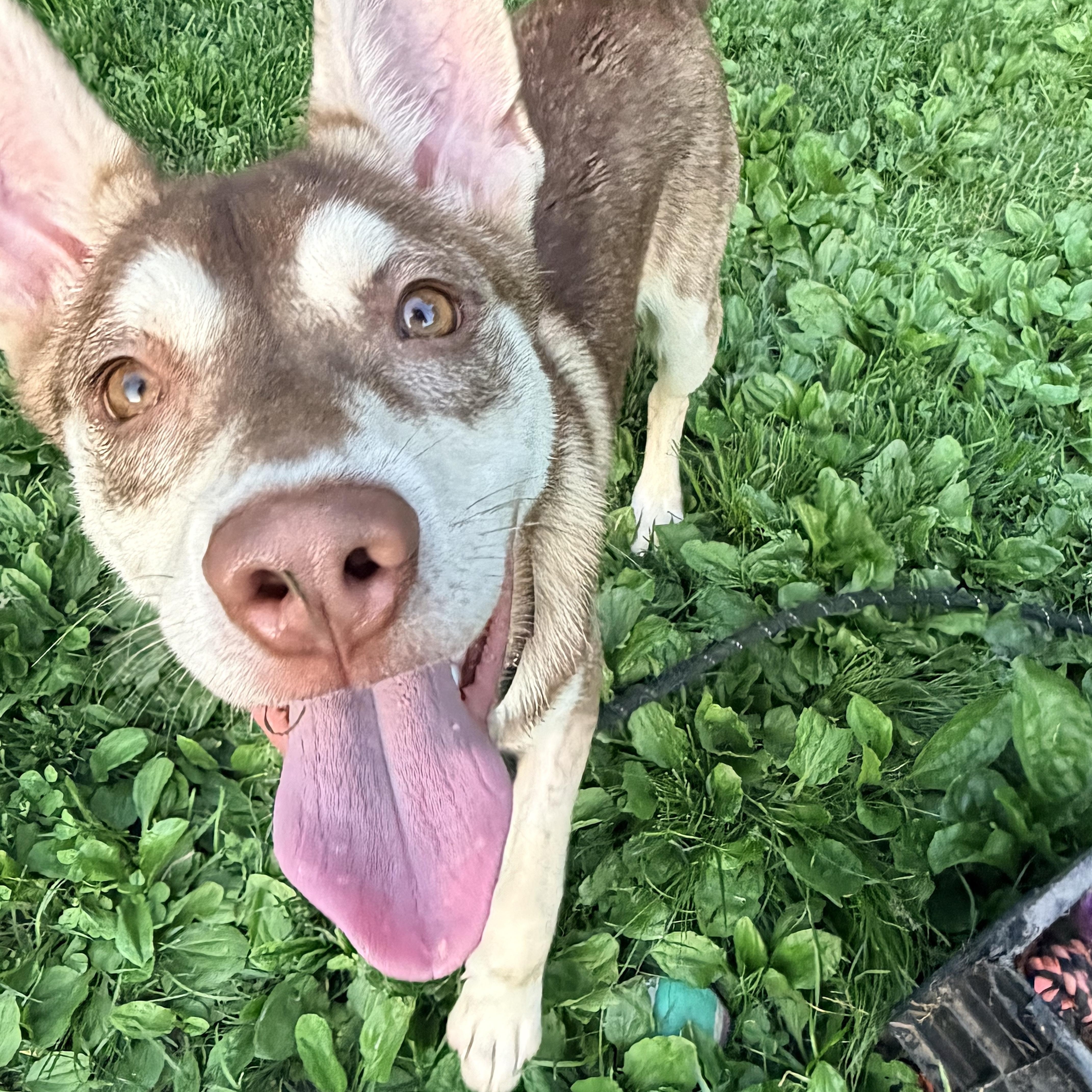 Enlarge Juneau, a ADOPTABLE mixed breed in White Oak, PA image 5/6