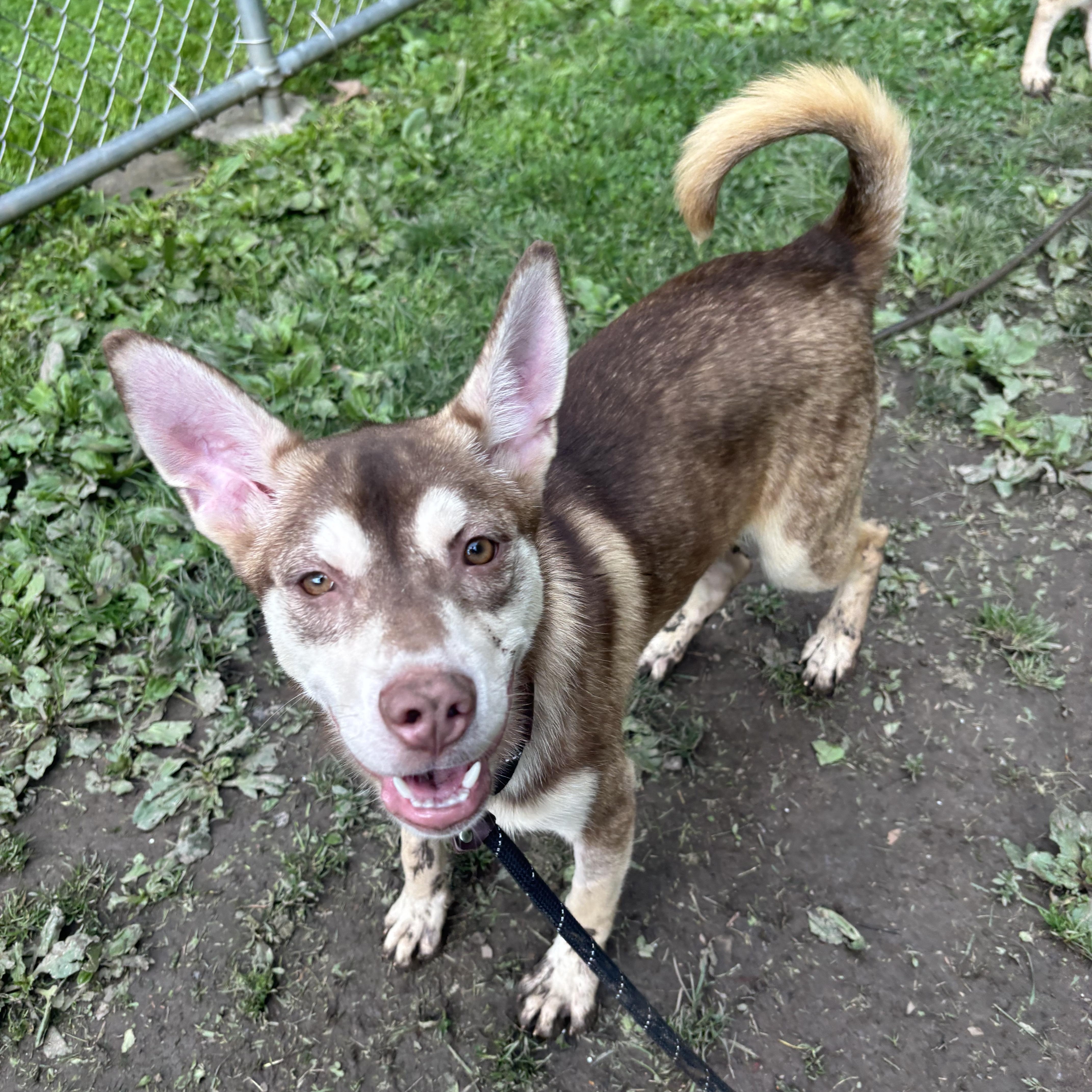 Enlarge Juneau, a ADOPTABLE mixed breed in White Oak, PA image 3/6