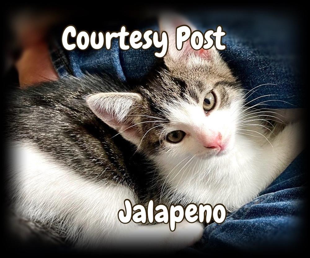 Jalapeno, Adoptable, Kitten Male Tabby.