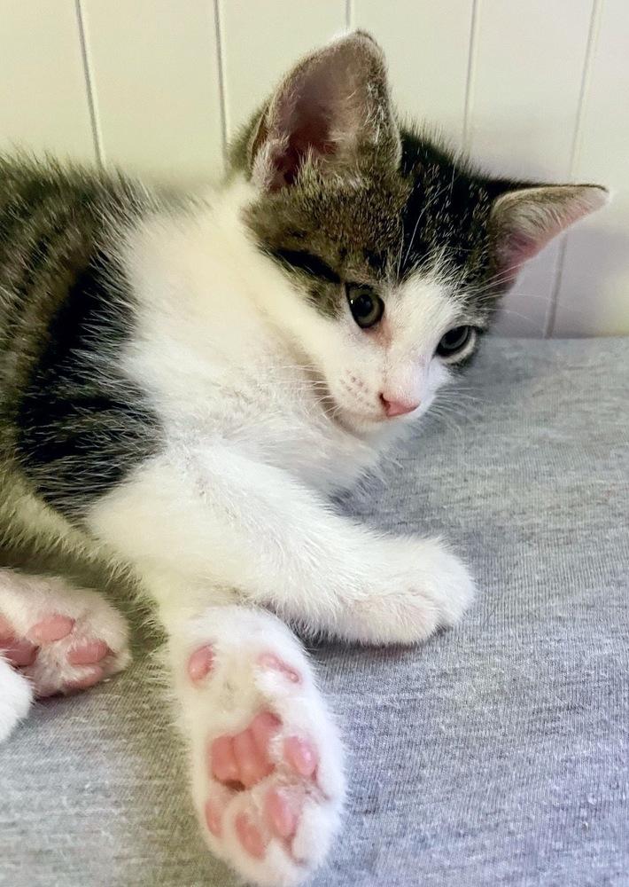 Enlarge Jalapeno, a Adoptable Tabby in Silver Spring, MD image 4/4