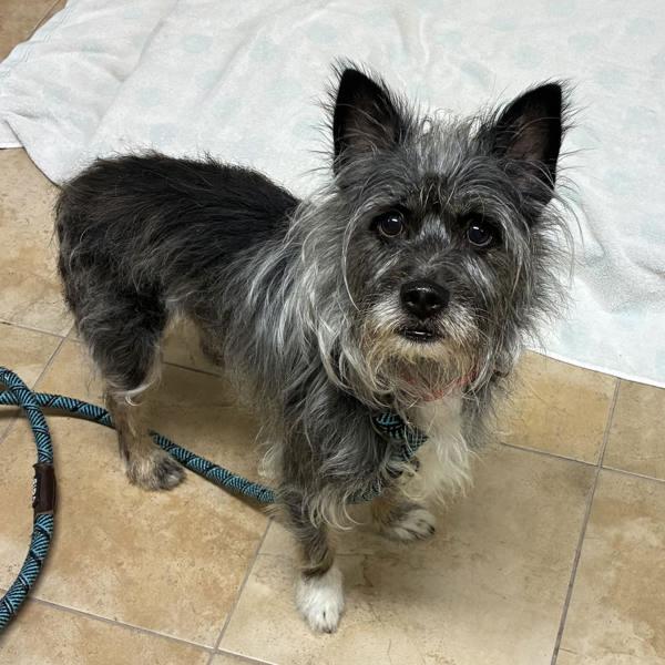Enlarge Terry Carnation (mcas), a Adoptable mixed breed in Troutdale, OR image 1/1