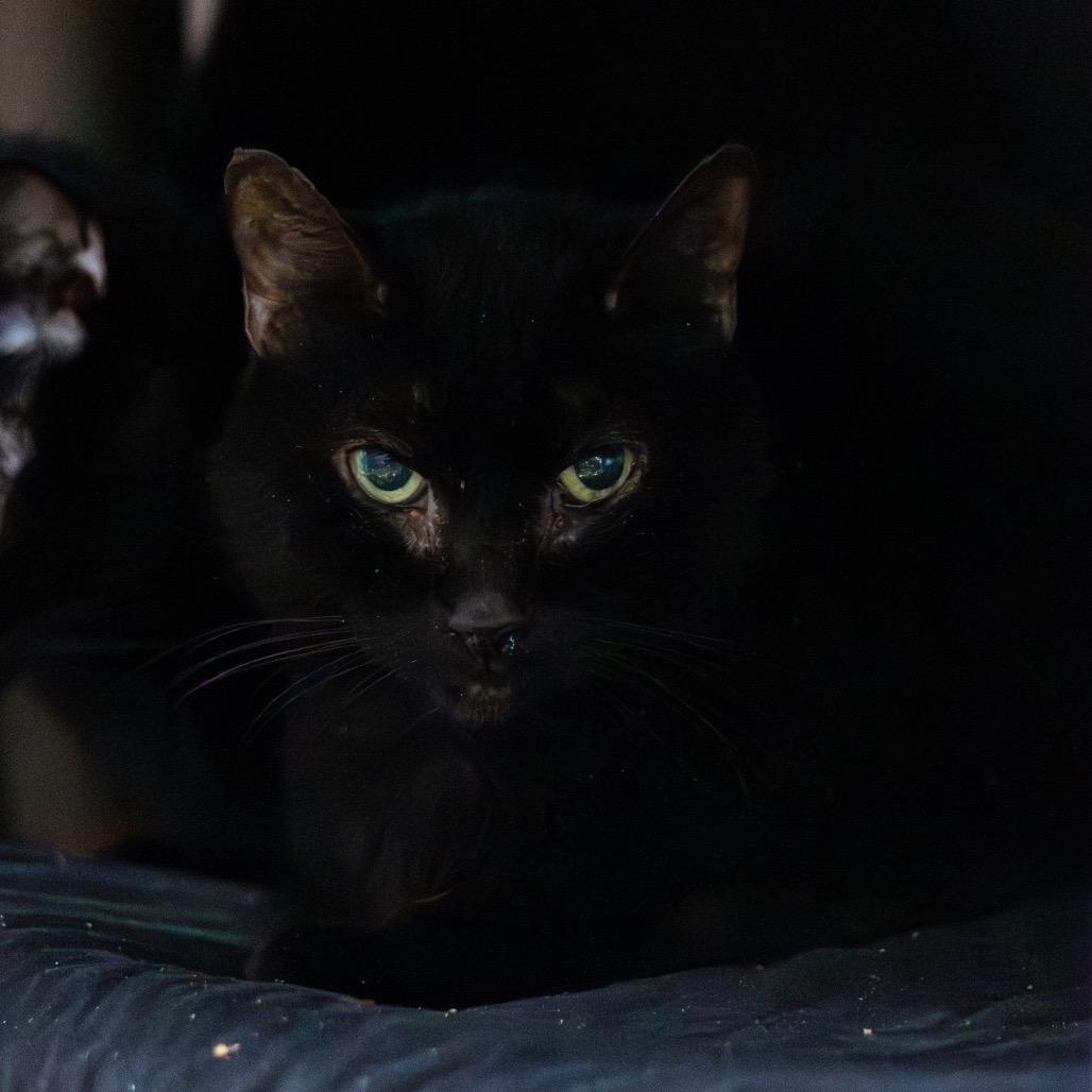 Enlarge Aurora, a Adoptable Domestic Medium Hair in Wilmington, DE image 1/4