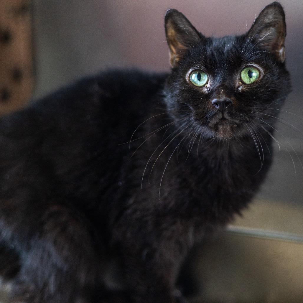 Enlarge Aurora, a Adoptable Domestic Medium Hair in Wilmington, DE image 2/4